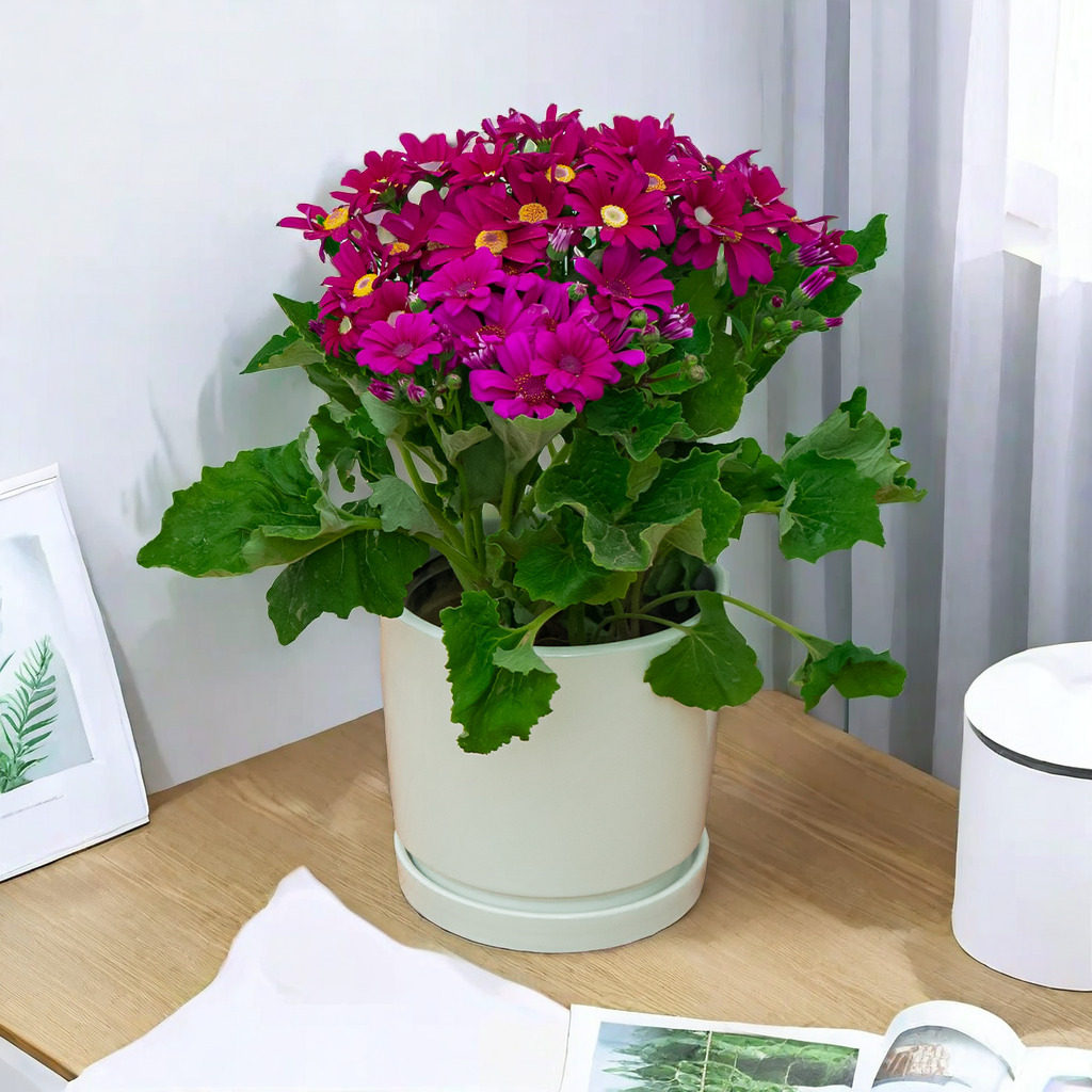 瓜叶菊花盆栽室内绿植客厅阳台庭院好养植物菊花年宵花卉带花发货