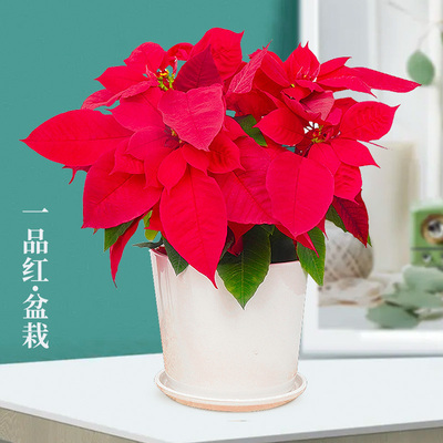 一品红盆栽花卉植物年宵花圣诞花喜庆室内客厅阳台绿植北京专车送