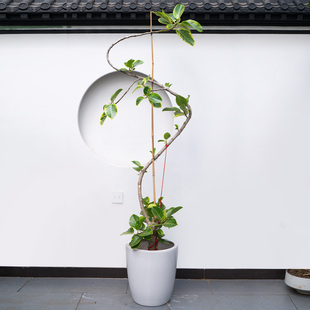 大型青叶花叶造型橡皮树盆栽室内客厅办公室绿植老桩黄金榕吸甲醛