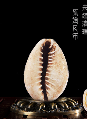 夏商周时期大型天然原始贝币