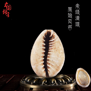 夏商周时期大型天然原始贝币历代古钱币贝壳真品收藏文玩古董手串