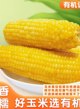 东北黑龙江有机黄糯玉米新鲜软糯粘黏新鲜现摘真空装代餐玉米棒