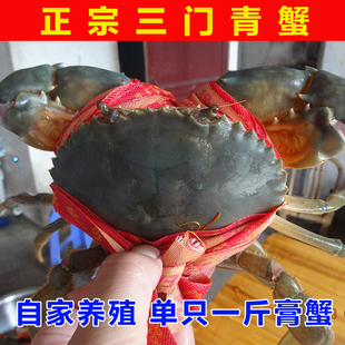 满膏满黄 三门青蟹大红膏蟹海鲜鲜活母螃蟹红鲟特大海蟹 单只一斤
