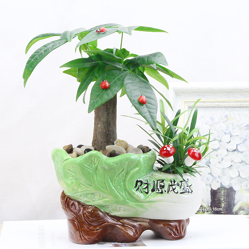 綠植盆栽發財樹小盆景客廳辦公室內搖錢花苗花卉招財凈化空氣植物