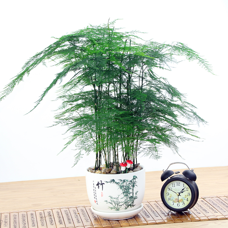 热销74件限时2件3折绿植盆栽大办公室内客厅发财树