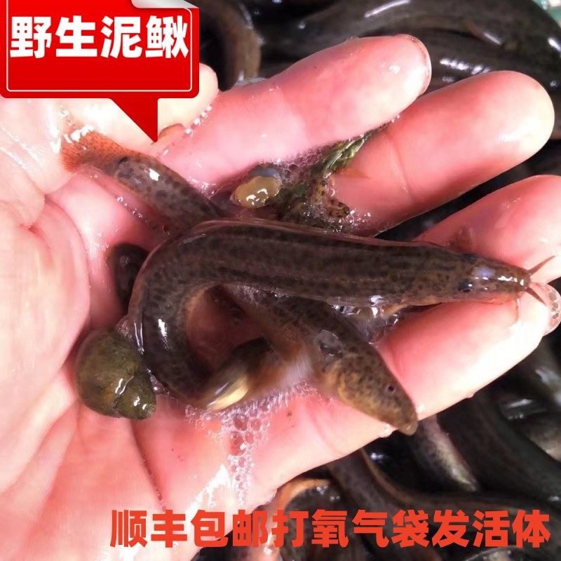 顺丰包邮纯生鲜泥鳅鱼韶关高山河现捕现发新鲜活2斤活体煲汤营养