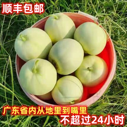顺丰新鲜农家香瓜甜瓜现摘5斤5~7个韶关高山泉水种植脆香甜水果