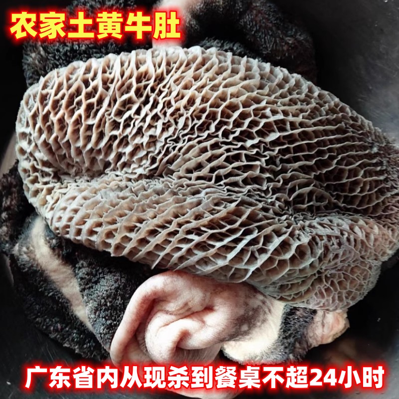 顺丰包邮农家放养新鲜土黄牛肚5斤现杀现发吃草牛肚草肚火锅食材