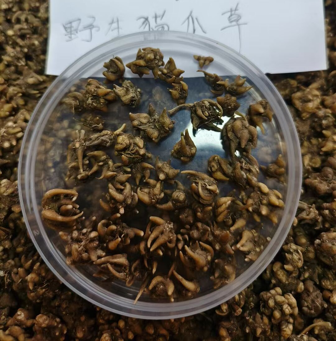 野生猫爪草新鲜晒干500克煲汤泡茶女人食材无添加原生态野生干货