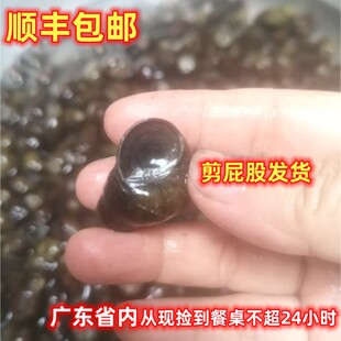 顺丰新鲜野生石螺高山河螺蛳活体剪屁股发2斤炒干净便捷脆爽清甜