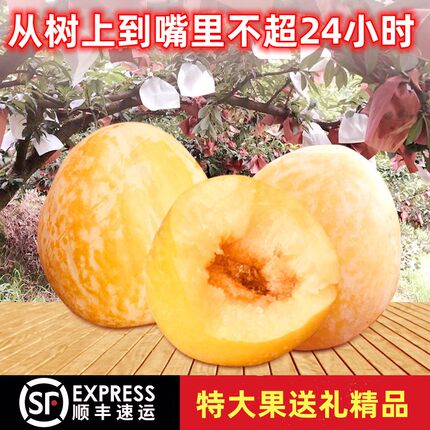 顺丰新鲜现摘黄金柰李子精选大果10斤应季孕妇水果送礼乐昌九峰山