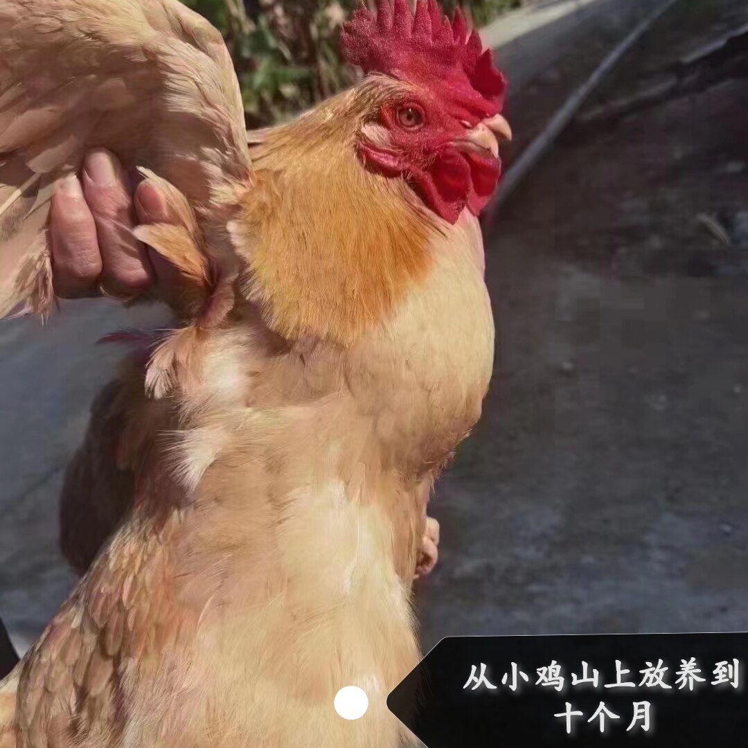 顺丰包邮鲜活土鸡新鲜现杀整鸡带内脏高山放养吃五谷杂粮农家月仔