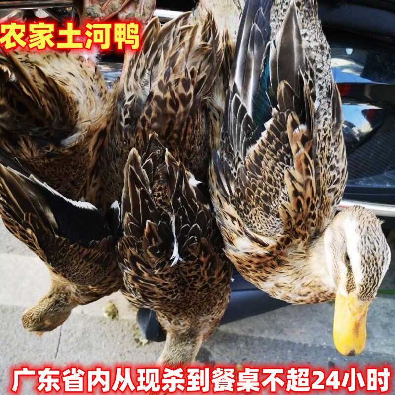 农家土河鸭新鲜现杀发整只带内脏