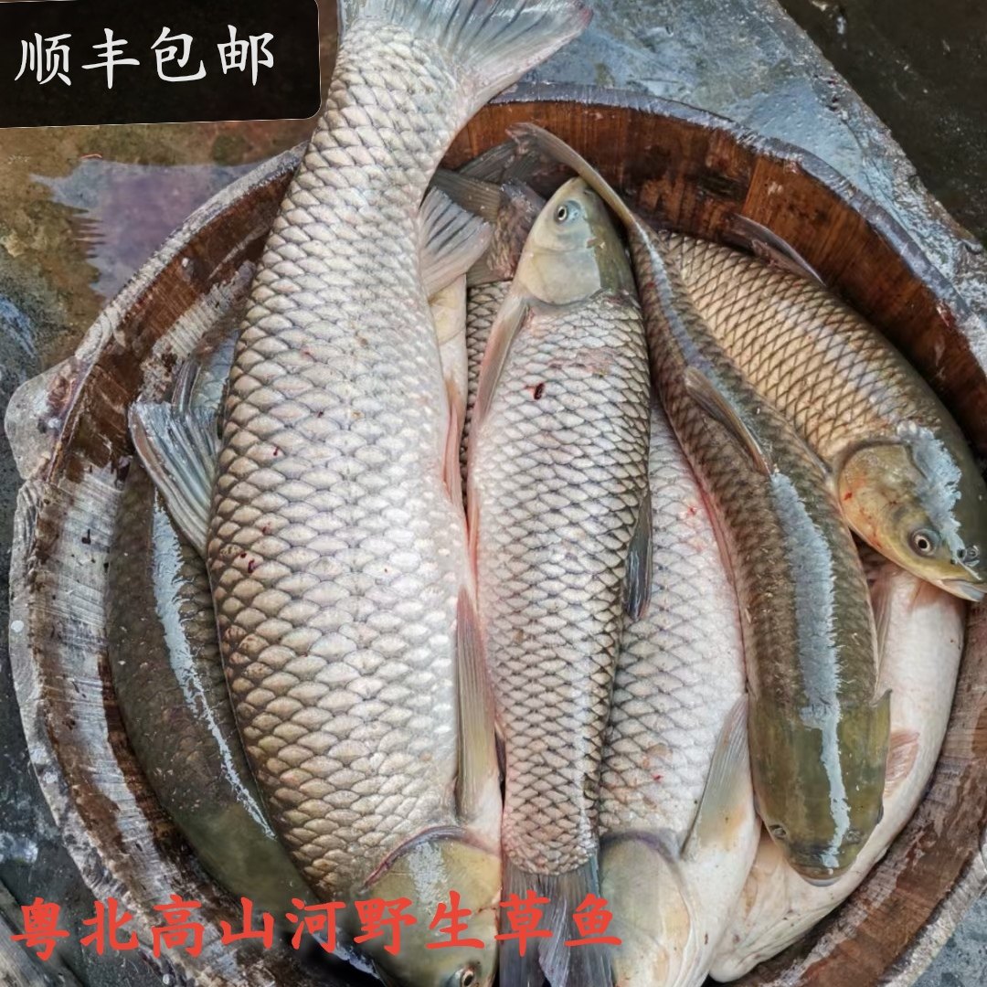 高山河野草鱼淡水河鱼鲜活
