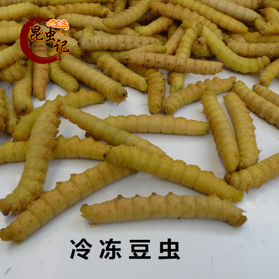 豆虫猪儿虫豆丹钓鱼食用