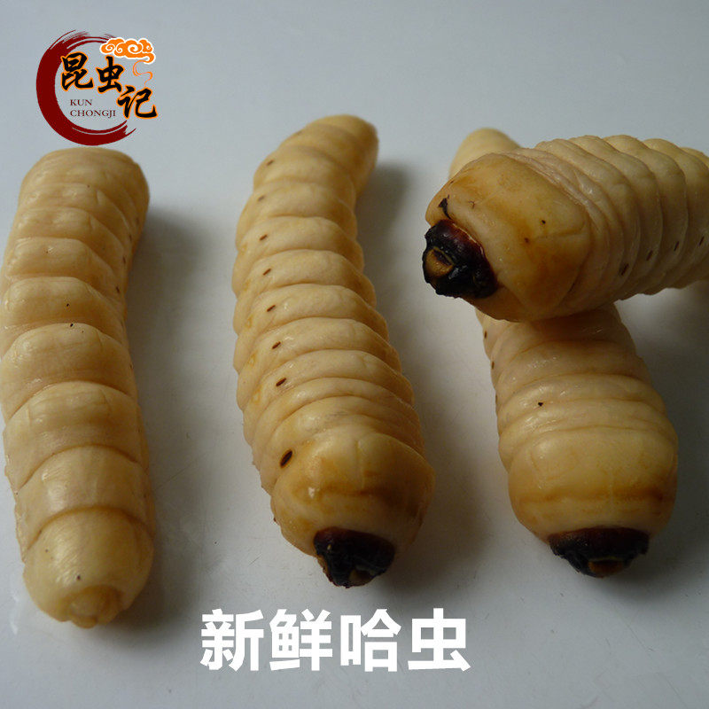 新鲜柴虫木花天牛冷冻运输