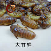 竹林金蝉大个头竹蝉竹蝉蛹知了猴竹子树知了猴龟高蛋白昆虫