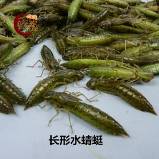 新鲜水蝎子食用昆虫水蜻蜓 生鲜运输 佐酒佳品昆虫记