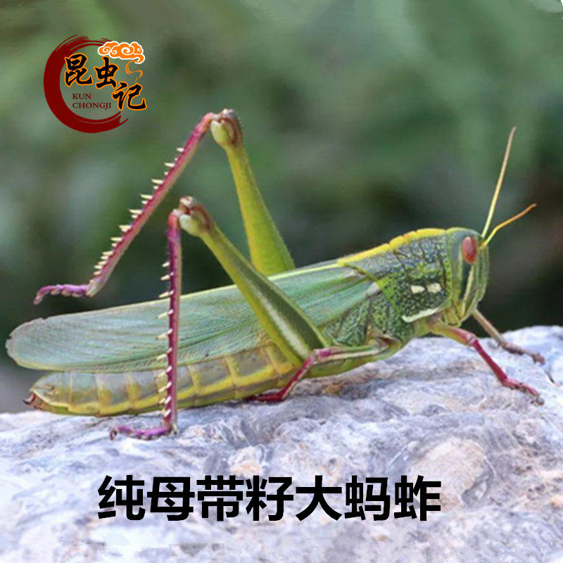 新鲜全母棉蝗带籽蹬登倒山新鲜冷冻纯母大蚂蚱 蝗虫 山青蝈蝈