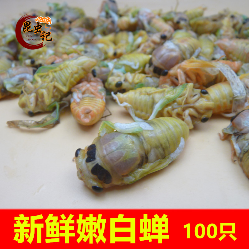 新鲜白蝉直接冰冻猴刚蜕变