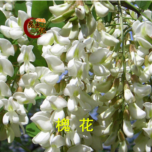 新鲜野生冷冻昆虫记营养