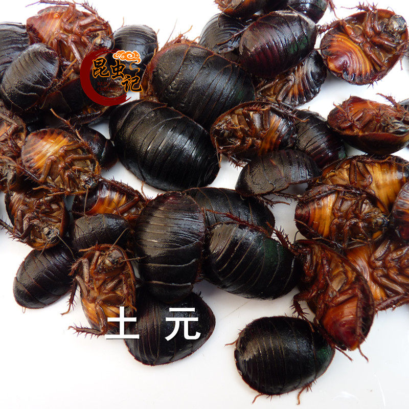 新鲜食用土元冰冻发货土鳖虫昆虫美食也可药用