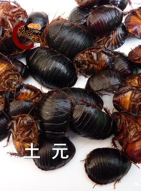 新鲜食用土元冰冻发货土鳖虫昆虫美食也可药用