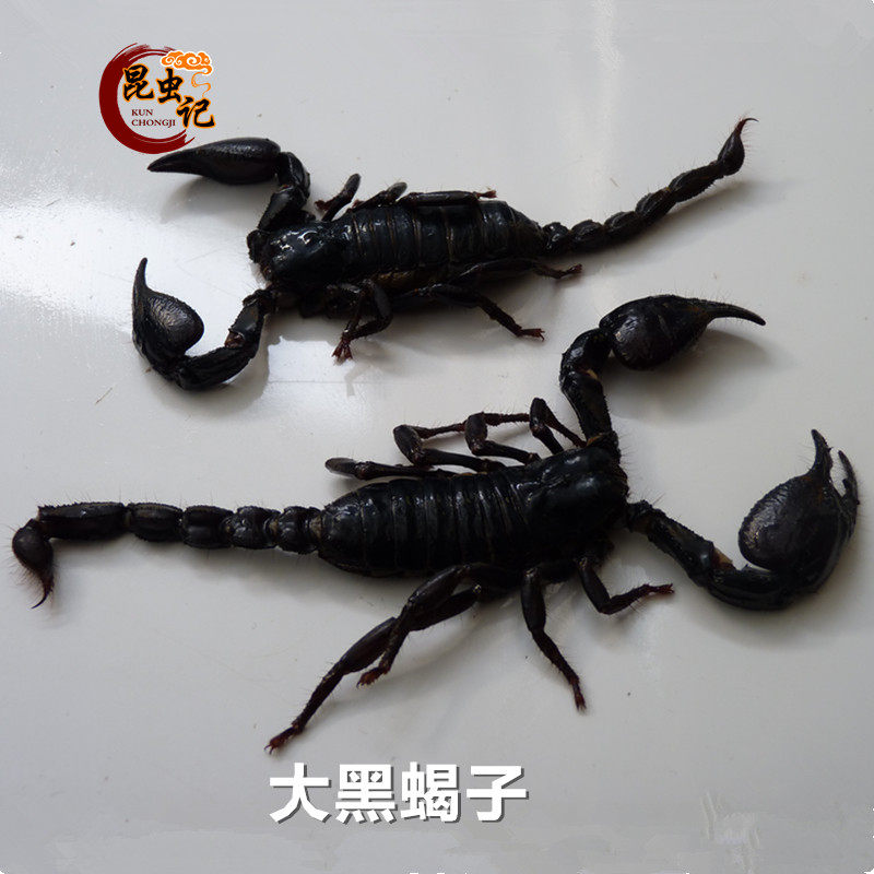 大王蝎帝王黑蝎子大肥黑蝎子钳蝎500克昆虫记冷冻运输