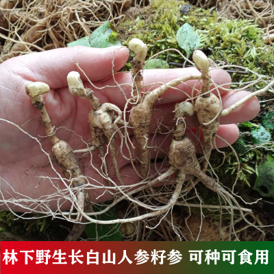 人参苗新鲜现挖长白山食用野生