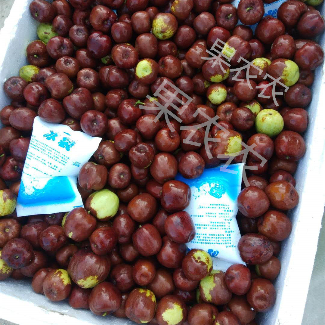 山东笨枣鲜蒸枣现摘圆铃大枣博陵大枣鲜枣五斤包邮露天时令水果