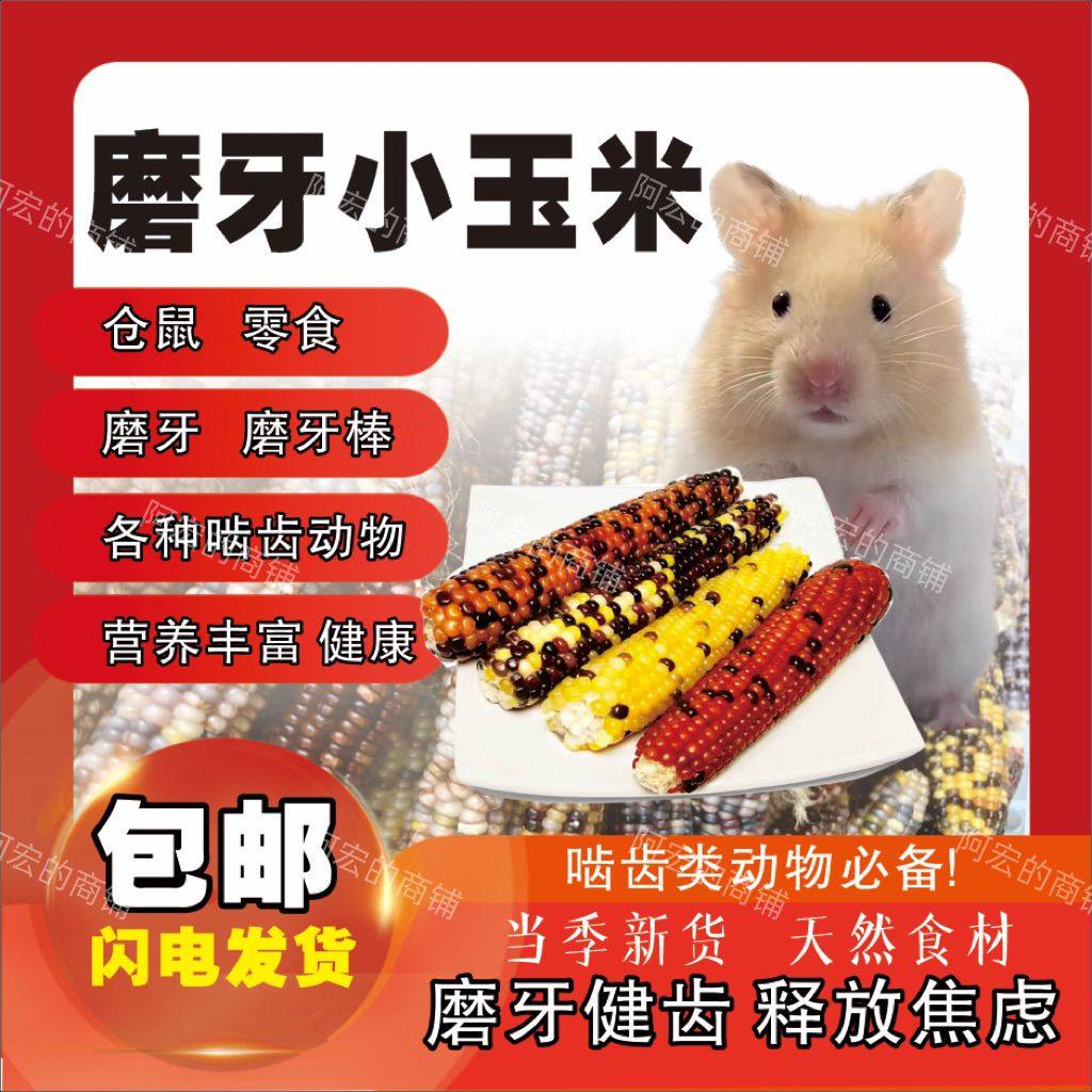 仓鼠零食磨牙玉米荷兰猪金丝花枝兔子龙猫粮食豚鼠用品营养玉米棒,宠物/宠物食品及用品,鼠粮,淘宝优惠券,粉丝福利购,淘宝优惠卷