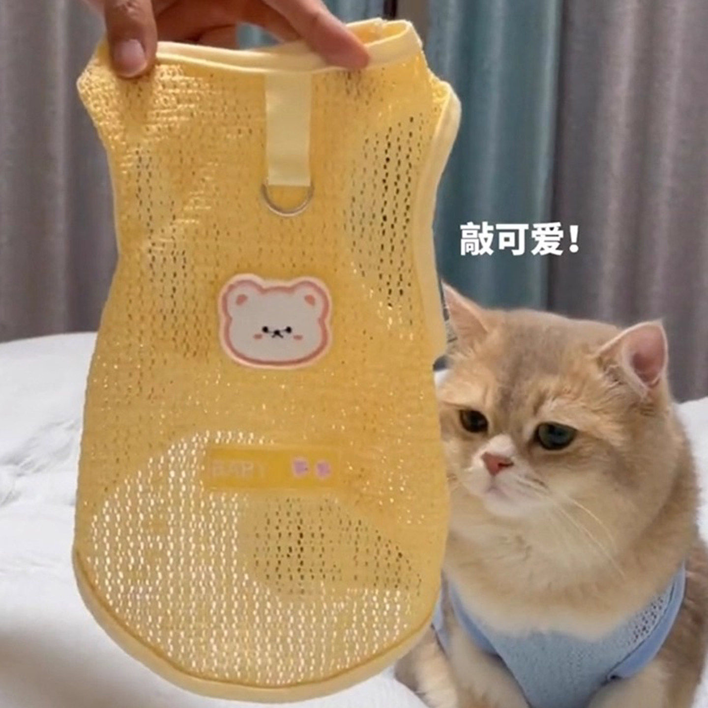 宠物猫咪衣服薄防掉毛透气镂空夏季新款金渐层德文小猫背心可牵引
