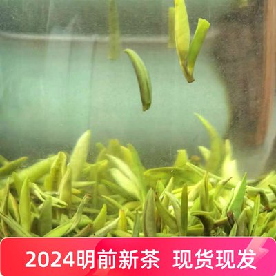 五峰贡芽毛尖明前单芽250克