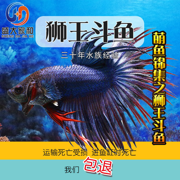 Imported Thailand Betta living thing Ponytail Lion Half General Betta small-scale Tropical Fishin the Pet/Pet food and supplies , Aqua World , Fish  category - from Buy2taobao.com to provide professional Taobao agent buy service