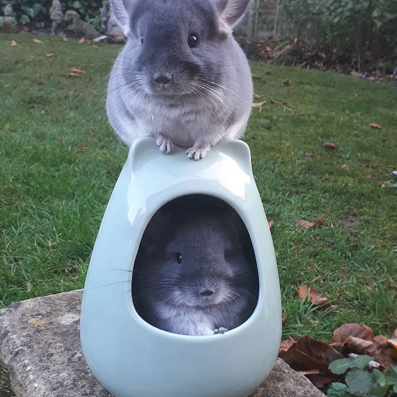 龙猫陶瓷窝大号宠物夏季降温屋子松鼠躲避屋荷兰猪冰窝宠物用品