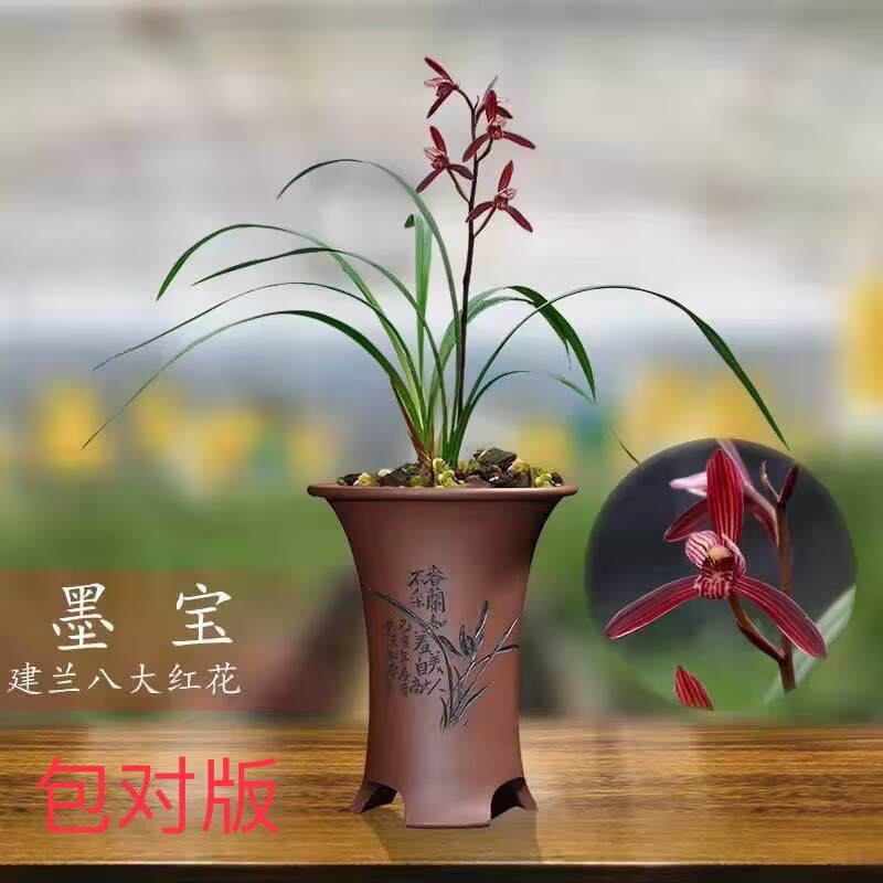 墨宝老种带花苞浓香型好养建兰苗