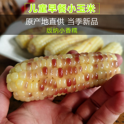 版纳傣家直供老人儿童香糯小玉米