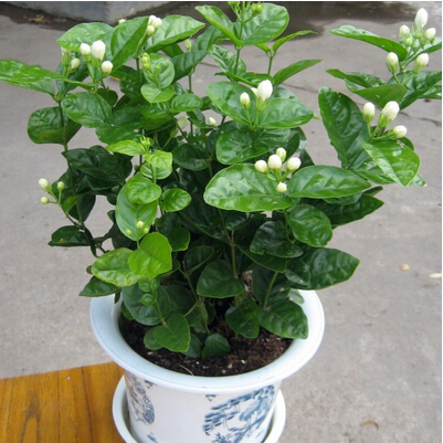茉莉花阳台桌面加湿四季苗庭院芳香花卉小盆栽