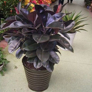 室内客厅大型绿植花卉盆栽 黑金刚橡皮树 盆栽
