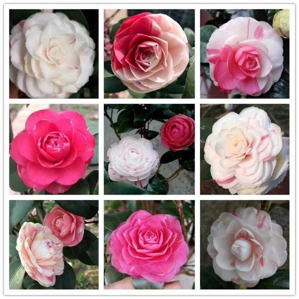 直播间专拍（一物一拍）,鲜花速递/花卉仿真/绿植园艺,时令草本花卉,淘宝优惠券,粉丝福利购,淘宝优惠卷