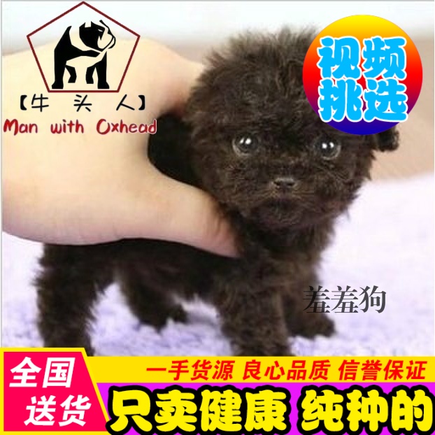 泰迪狗 幼犬 纯种 茶杯犬 泰迪犬 红色 贵宾犬 小体型 宠物狗活体