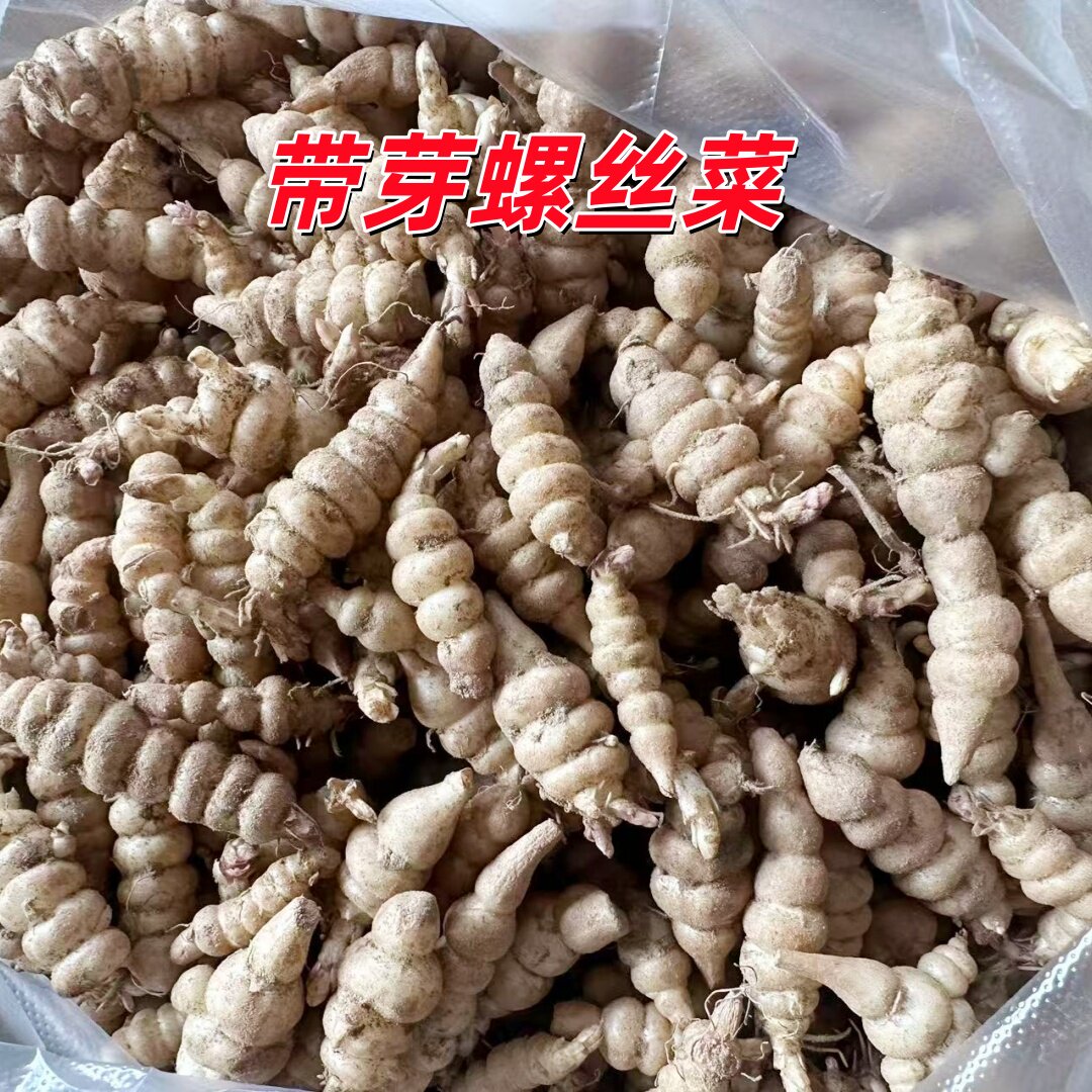 微芽宝塔菜新鲜螺丝菜地环玉环甘露草石蚕地牯牛地葫芦地溜子腌菜