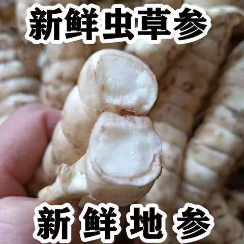 新鲜地参现挖虫草参银条菜泽兰根地笋蚕土冬虫草做菜煲汤农家种植