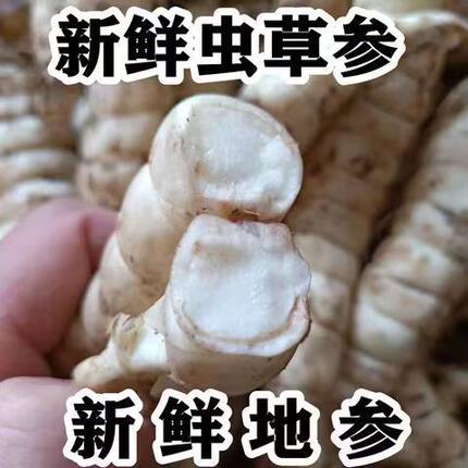 微芽新鲜地参现挖虫草参银条菜泽兰根地笋蚕土冬虫草做菜煲汤农家
