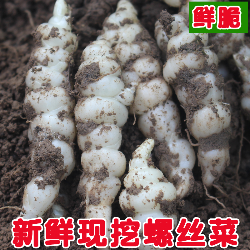 新鲜宝塔菜螺丝菜地环地溜子泡菜