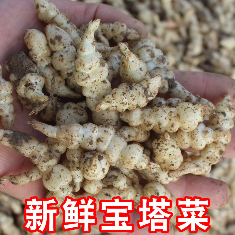 新鲜宝塔菜螺丝菜地环地溜子腌菜