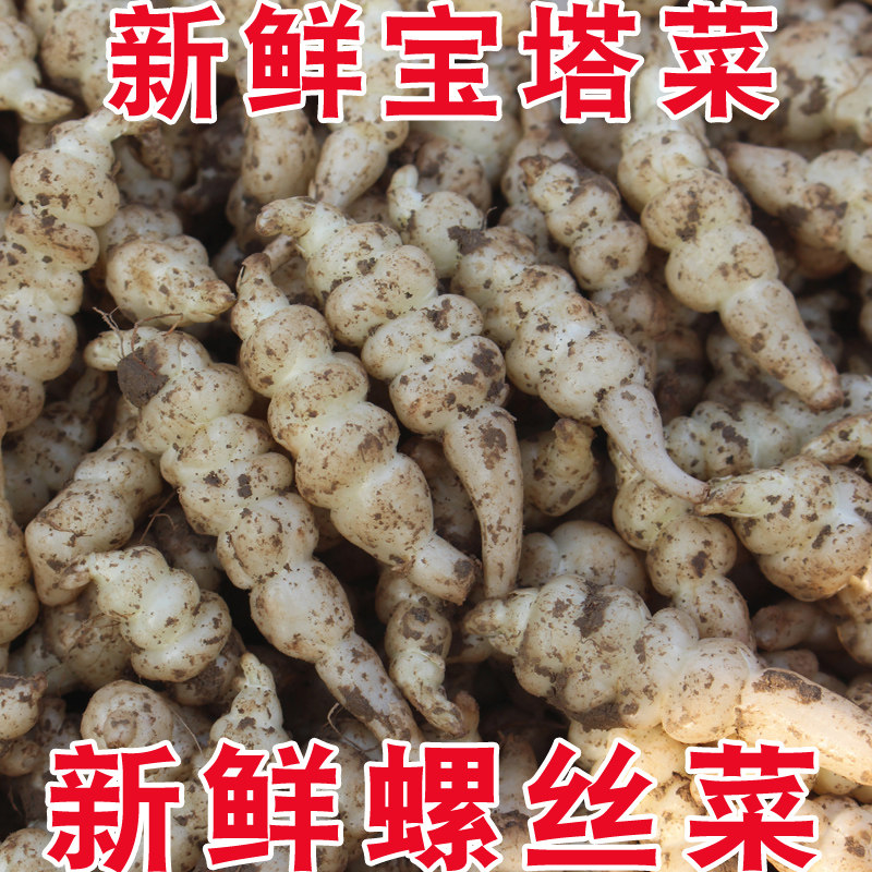 新鲜宝塔菜螺丝菜地环农家蔬菜
