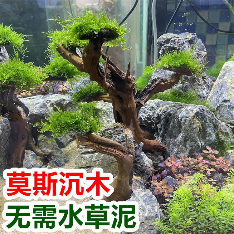 沉木水草新手鱼缸造景淡水水榕