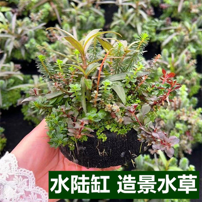 水陆缸造景日式坨草养龟