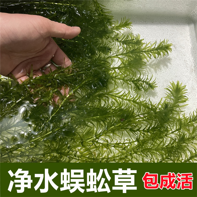 净水蜈蚣草植物绿菊净化水质